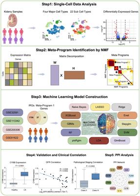 Applying 12 machine learning algorithms and Non-negative Matrix Factorization for robust prediction of lupus nephritis